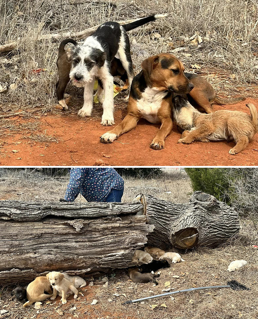 Esta mujer quiso rescatar a un perro que pedía ayuda y acabó encontrando 16 cachorros por sorpresa