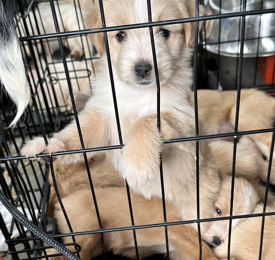 Esta mujer quiso rescatar a un perro que pedía ayuda y acabó encontrando 16 cachorros por sorpresa