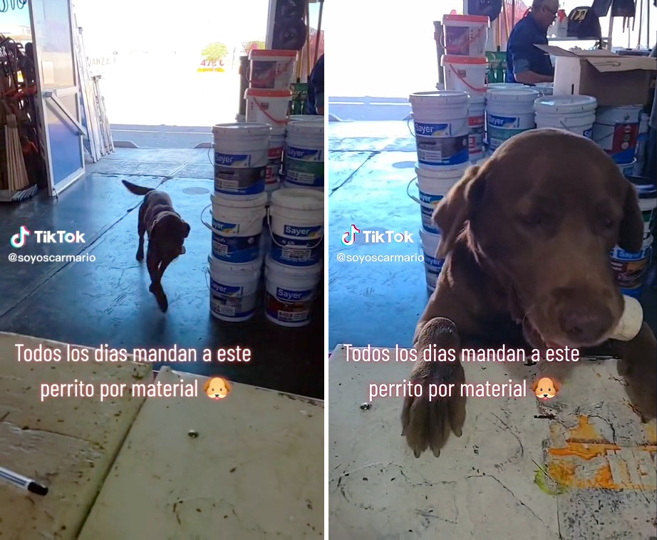 Felipe lomito fontanero: Este perro mexicano va todos los días a por recados a la ferretería