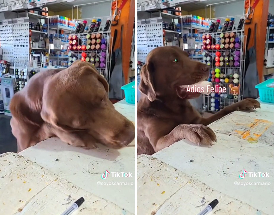 Felipe lomito fontanero: Este perro mexicano va todos los días a por recados a la ferretería