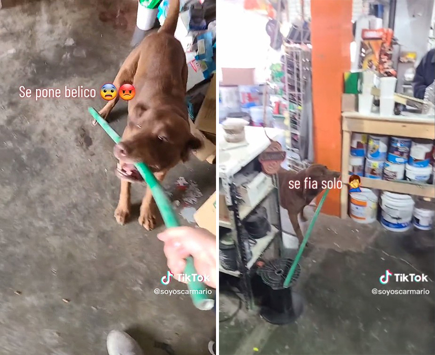 Felipe lomito fontanero: Este perro mexicano va todos los días a por recados a la ferretería