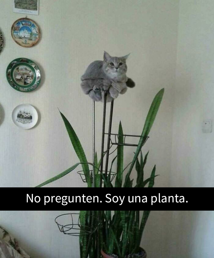  Soy una planta