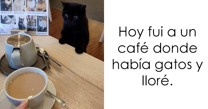 20 Divertidas publicaciones de gatos que sus dueños tenían que compartir con el mundo