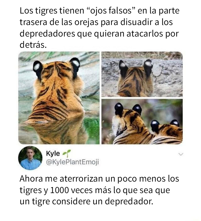  ¡¿Qué depredadores tienen los tigres?! 