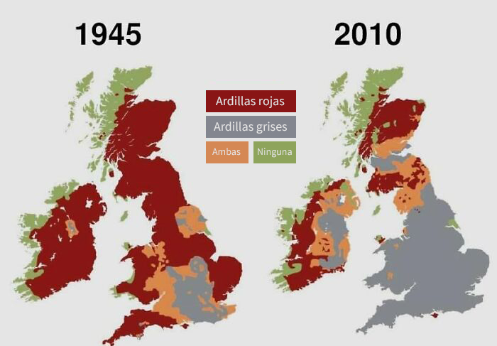 Distribución de las ardillas grises y rojas en el Reino Unido 