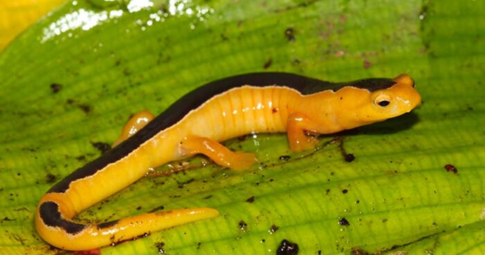 Salamandra Trepadora De Jackson