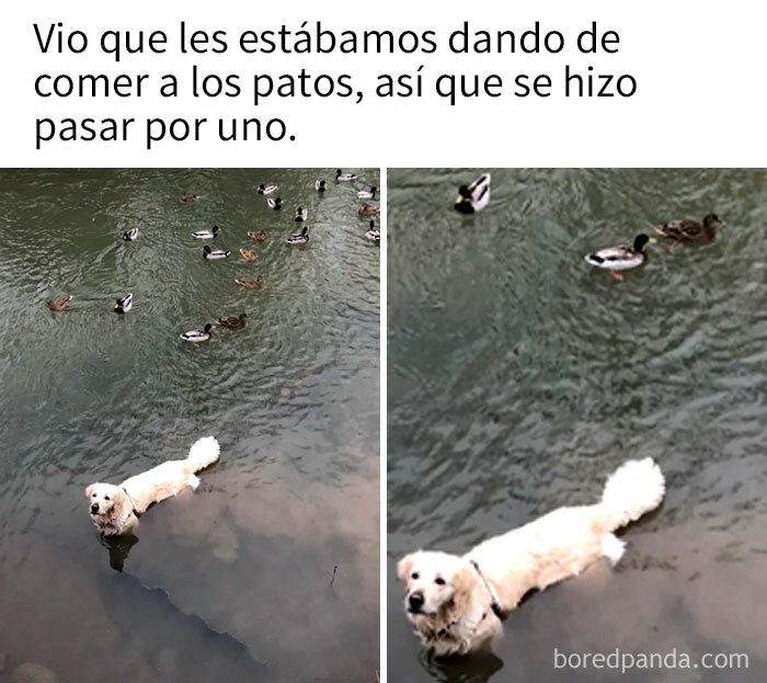 ¡Supongo que ahora soy un pato!