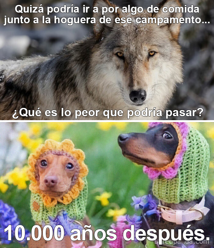 Evolución excelente