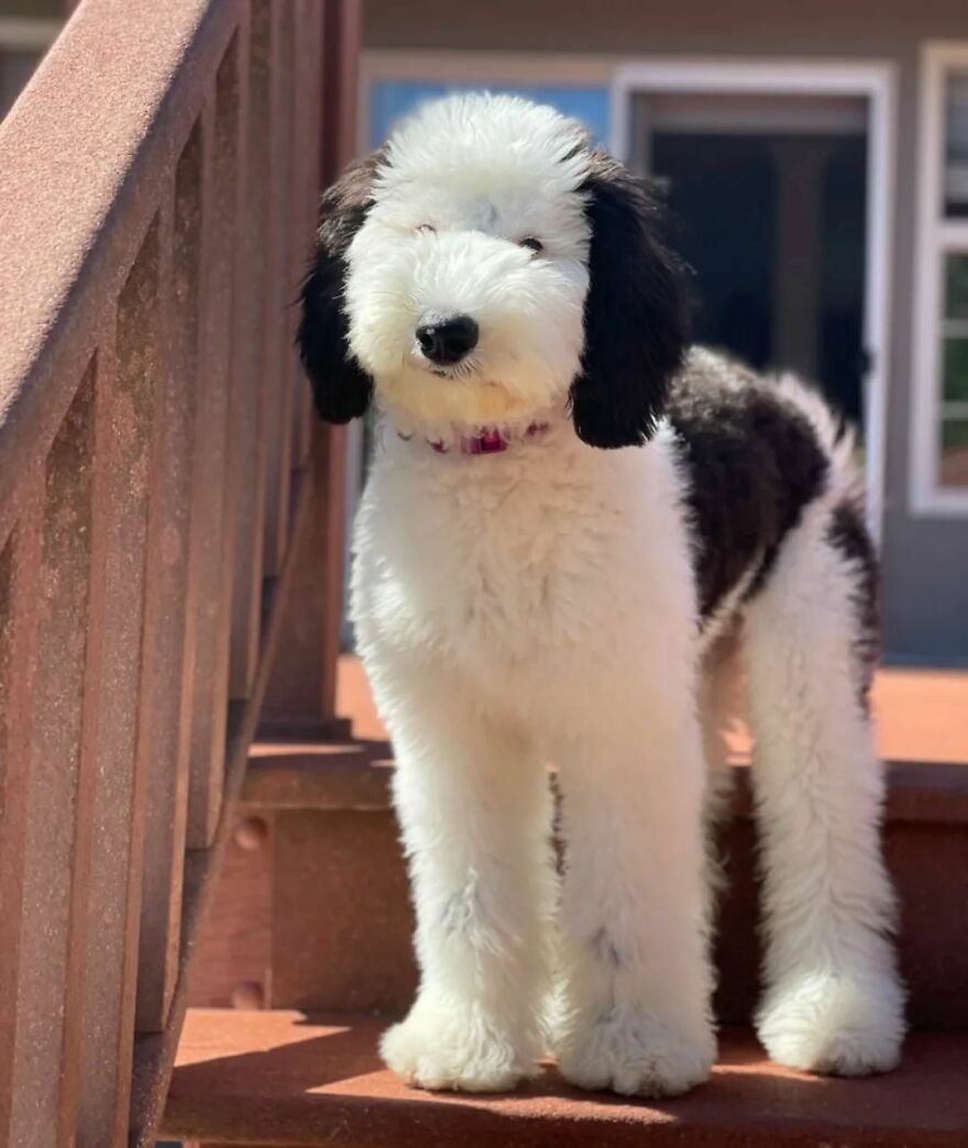 Snoopy en la vida real: Esta adorable perrita se llama Bayley y el parecido es increíble