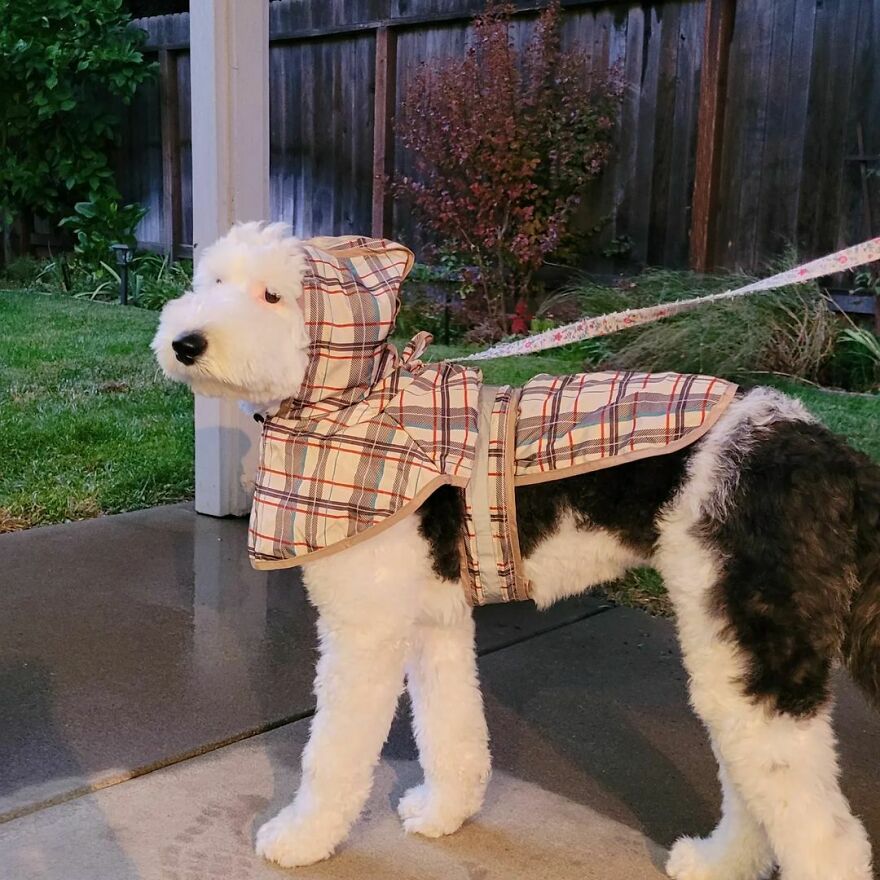 Snoopy en la vida real: Esta adorable perrita se llama Bayley y el parecido es increíble