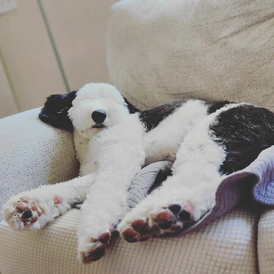 Snoopy en la vida real: Esta adorable perrita se llama Bayley y el parecido es increíble