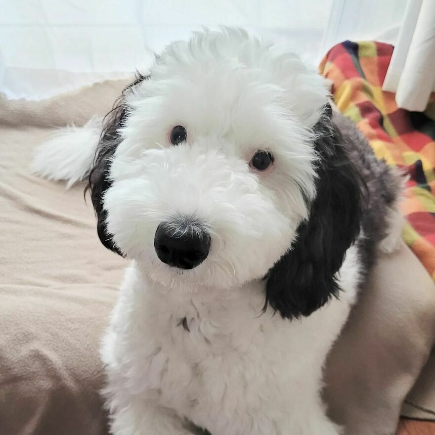 Snoopy en la vida real: Esta adorable perrita se llama Bayley y el parecido es increíble