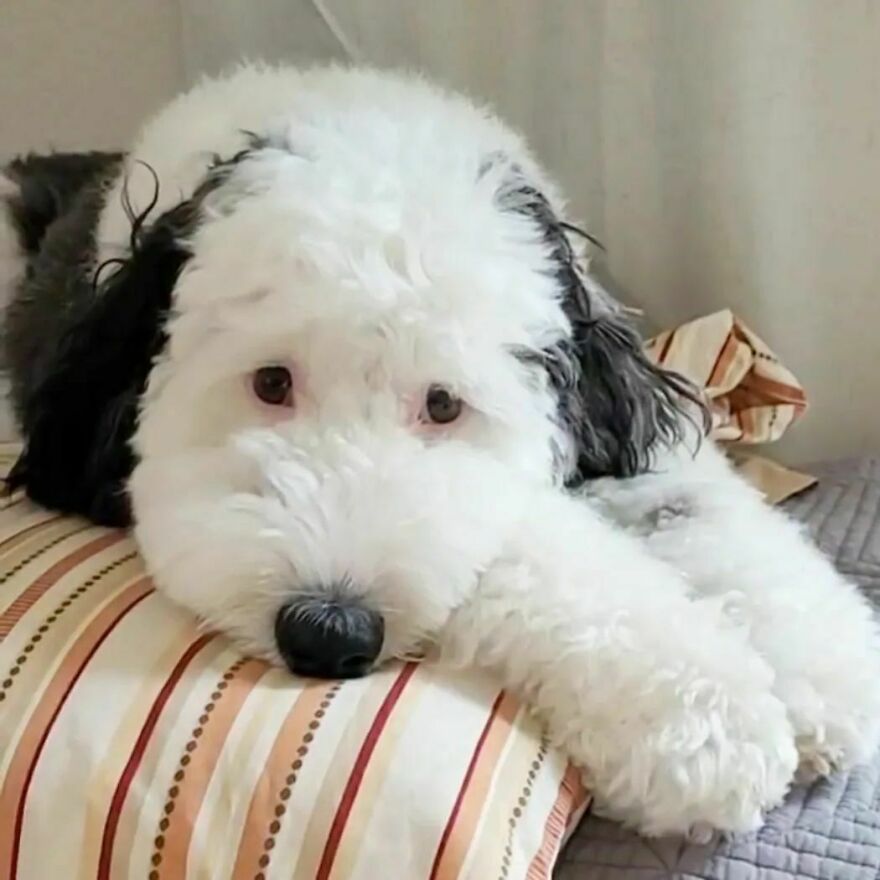 Snoopy en la vida real: Esta adorable perrita se llama Bayley y el parecido es increíble