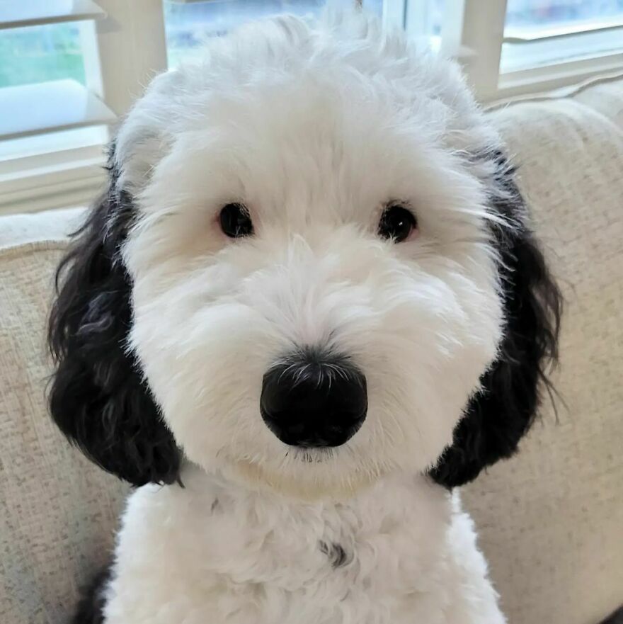 Snoopy en la vida real: Esta adorable perrita se llama Bayley y el parecido es increíble