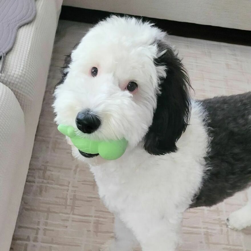 Snoopy en la vida real: Esta adorable perrita se llama Bayley y el parecido es increíble