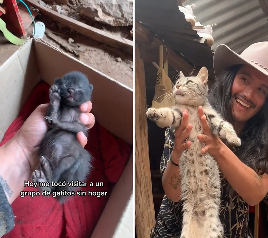 Este tiktoker peruano se ha vuelto popular en toda Latinamérica por salvar todos los gatos posibles