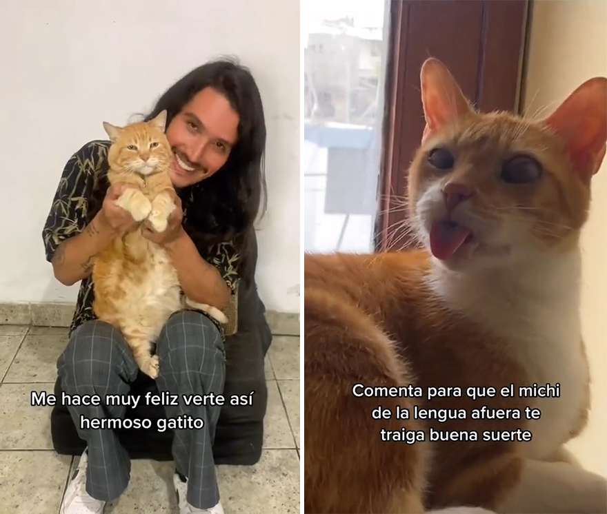 Este tiktoker peruano se ha vuelto popular en toda Latinamérica por salvar todos los gatos posibles