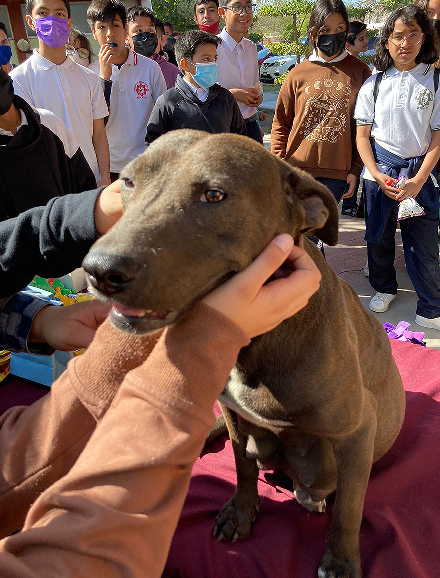 En esta escuela mexicana rescataron a una perrita, y poco después dio a luz a 8 adorables cachorros