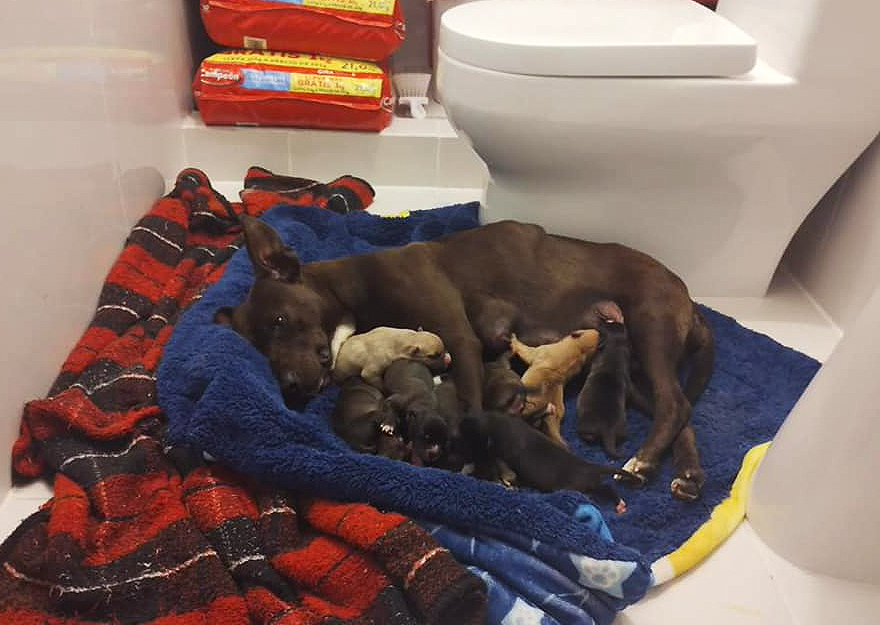 En esta escuela mexicana rescataron a una perrita, y poco después dio a luz a 8 adorables cachorros