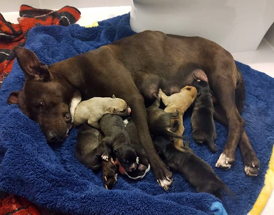 En esta escuela mexicana rescataron a una perrita, y poco después dio a luz a 8 adorables cachorros