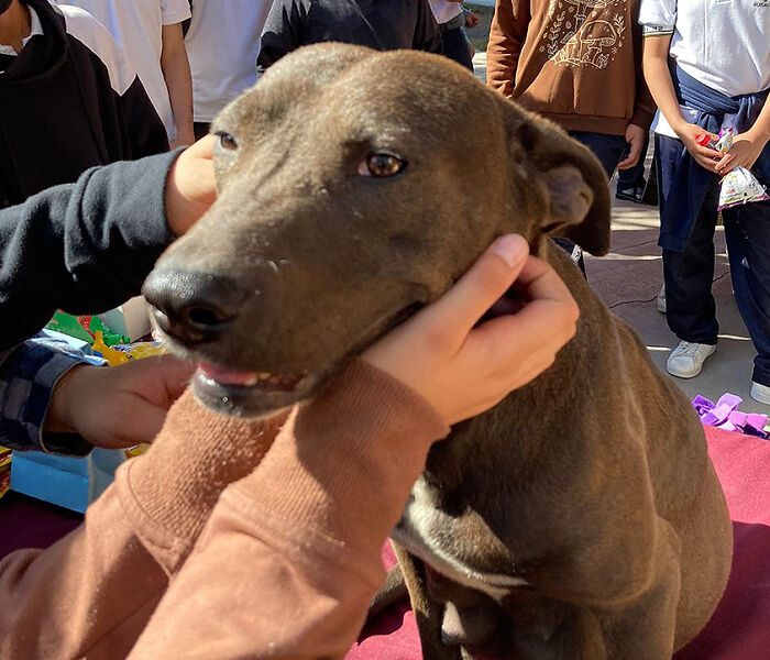 En esta escuela mexicana rescataron a una perrita, y poco después dio a luz a 8 adorables cachorros