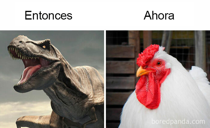 La evolución es como...