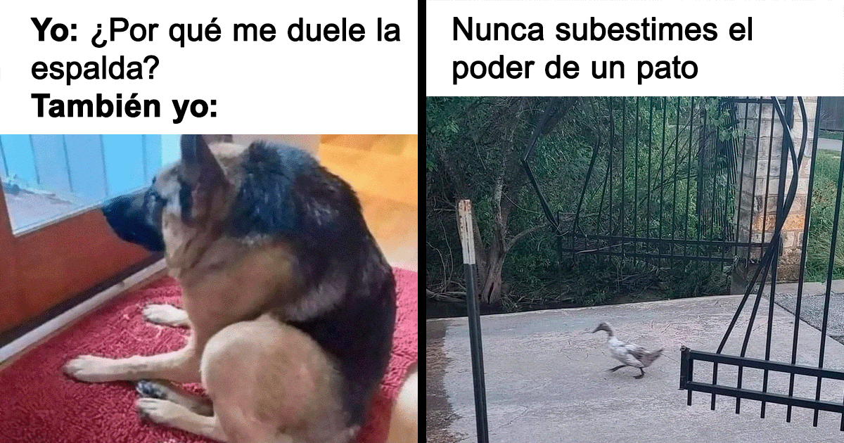 20 Divertidos memes que te harán reír sin control Panda Curioso