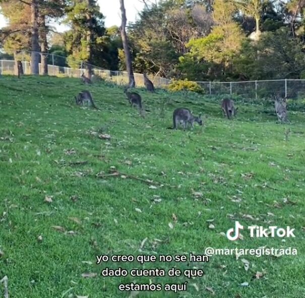 El Patio Del Colegio En Australia