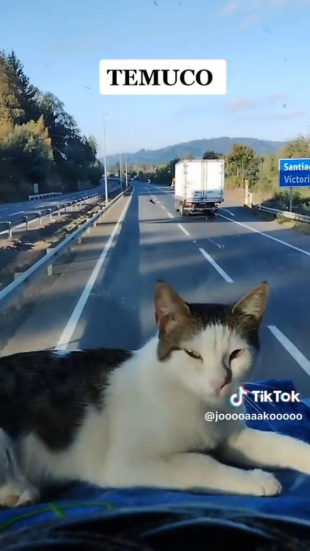 Este camionero chileno va siempre acompañado de su gata, y es adorable