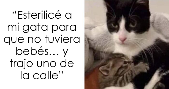 “El consejo de gatos” ha hablado, y estas 20 publicaciones son las más adorables que tienen