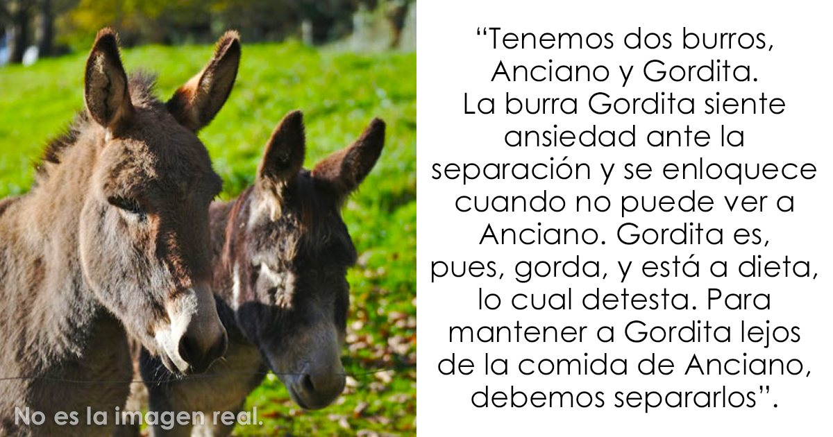 Los dueños de estas mascotas contaron las 15 situaciones más dramáticas que observaron entre ellas