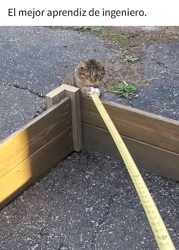 ‘The Council Of Cattos’: 45 Meowtastic Posts To Bring You A Dose Of Feline Goodness