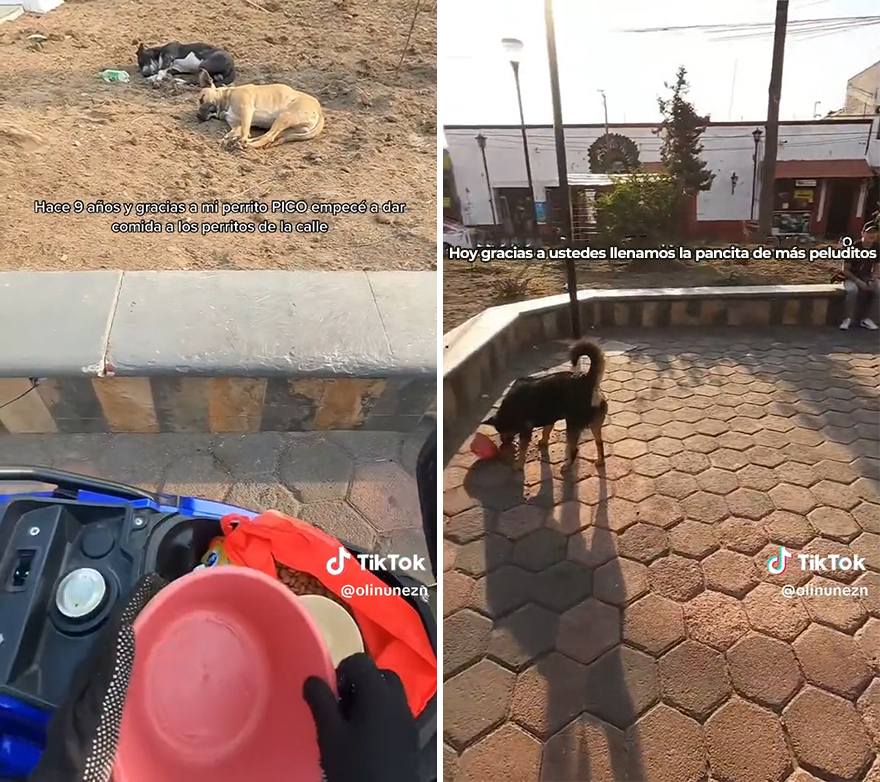 Esta mexicana pasa lista de los perros callejeros que la visitan para asegurarse de que ninguno se quede sin comer