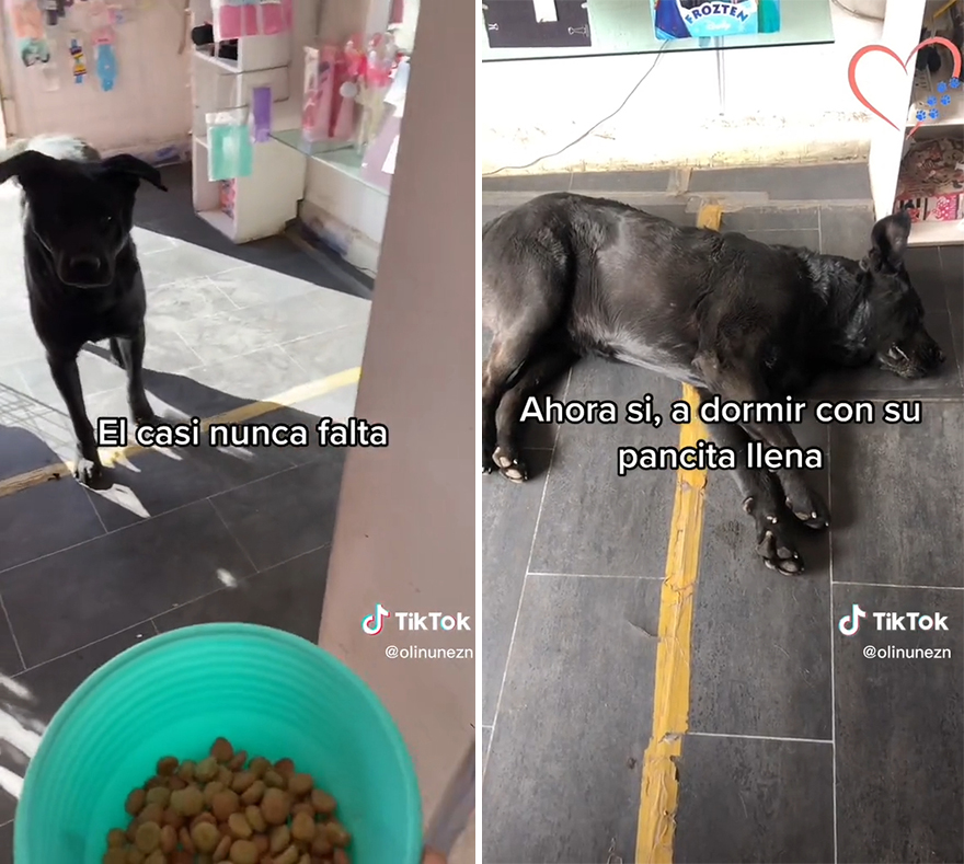 Esta mexicana pasa lista de los perros callejeros que la visitan para asegurarse de que ninguno se quede sin comer