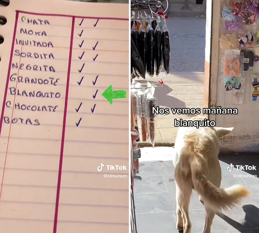 Esta mexicana pasa lista de los perros callejeros que la visitan para asegurarse de que ninguno se quede sin comer