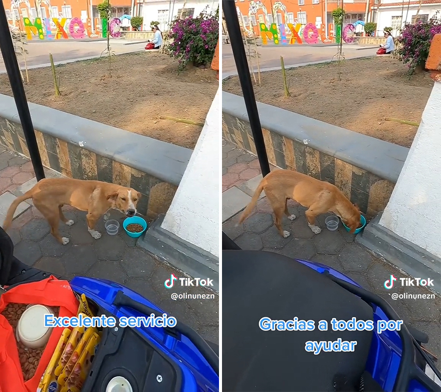 Esta mexicana pasa lista de los perros callejeros que la visitan para asegurarse de que ninguno se quede sin comer