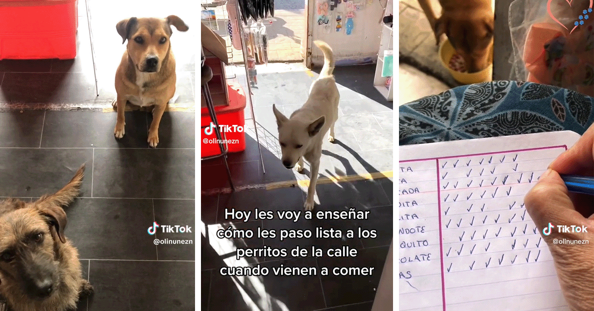 Esta mexicana pasa lista de los perros callejeros que la visitan para asegurarse de que ninguno se quede sin comer