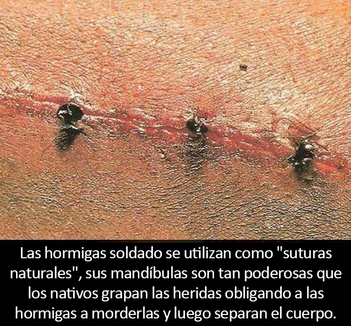 Dato curioso: