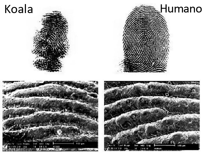 Dato curioso: Los koalas tienen huellas dactilares casi indistinguibles de las humanas