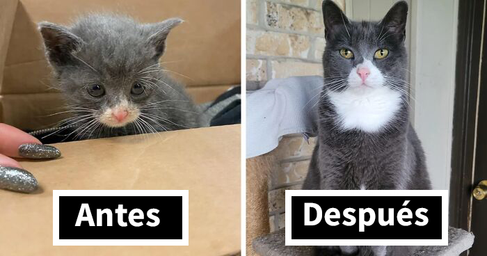 20 Conmovedoras fotos de gatos antes y después de ser adoptados