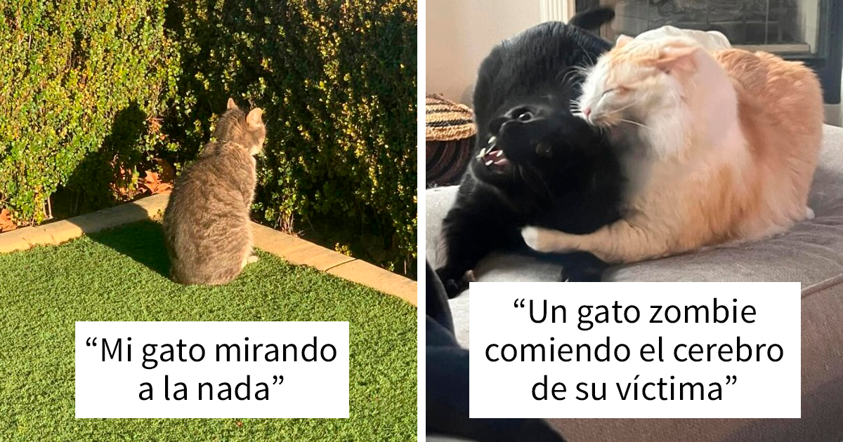 “¿Qué le pasa a mi gato?»: 35 fotos divertidas de gatos comportándose de forma muy rara