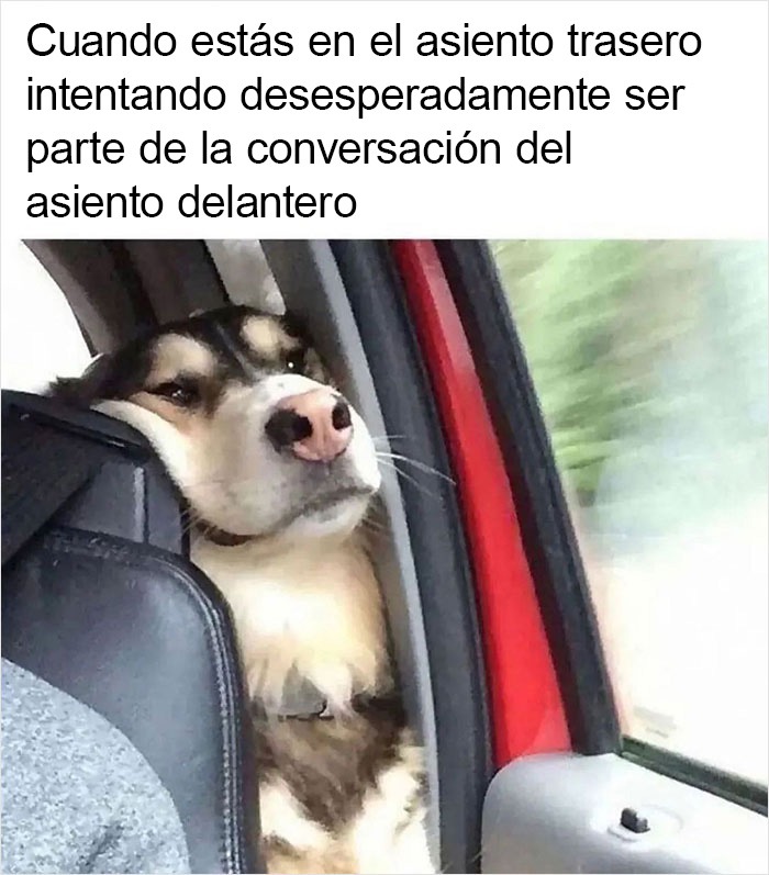 fino señores  Memes, Imágenes humorísticas, Imágenes divertidas