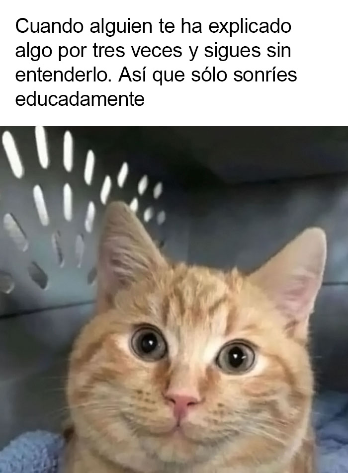 This Page Is Dedicated To Funny And Relatable Memes, And Here Are 50 Of The Best Ones