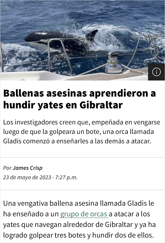 Gladis, la orca