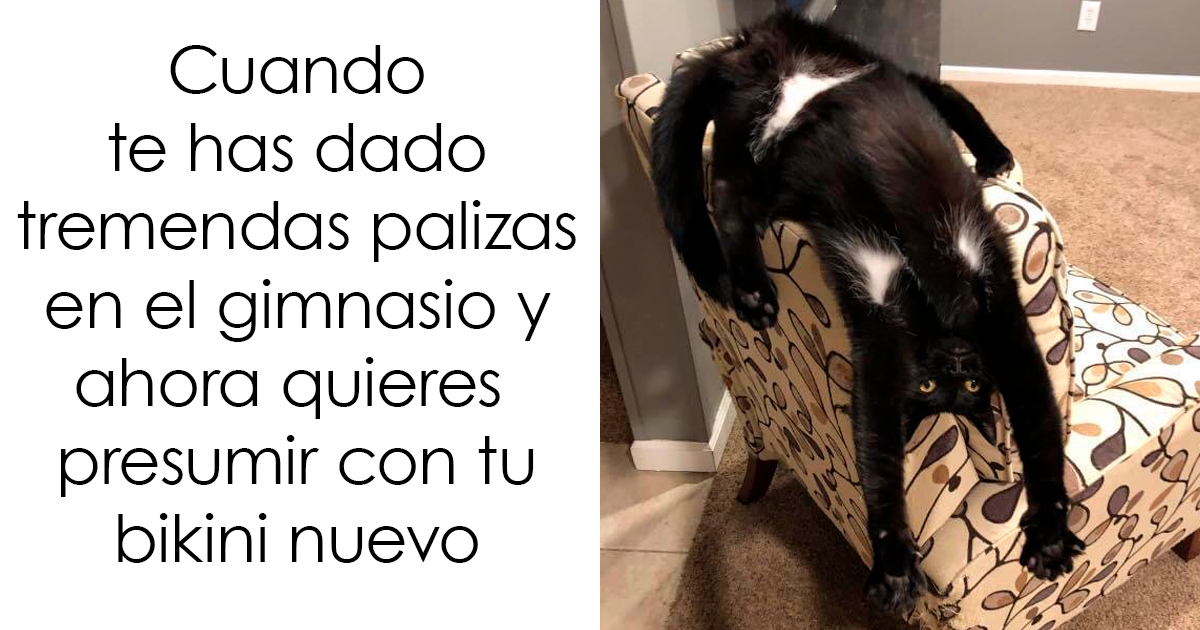 20 Divertidos memes de gatos para alegrarte el día