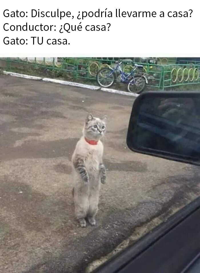 'Kitty Litterposting': 50 Funny Posts And Memes About Cats You May Wish You Could Tag Your Cat In (New Pics)