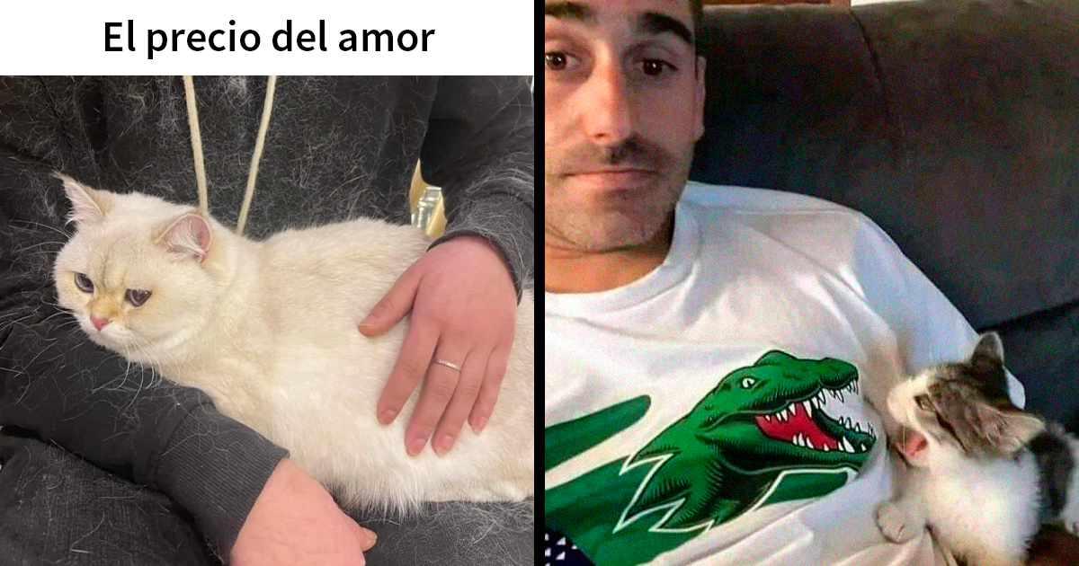 20 Divertidos memes en los que te gustaría etiquetar a tu gato