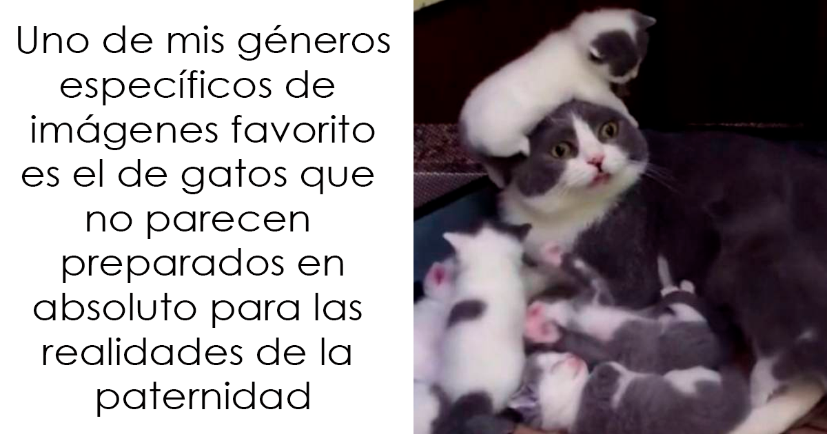 15 Memes divertidos y educados que no se ríen de nadie