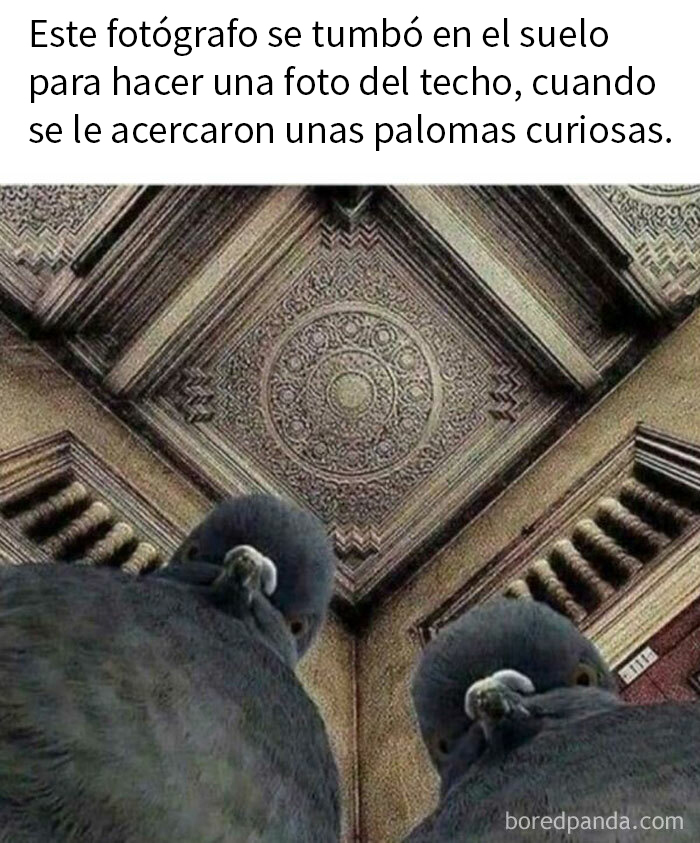 Blessed Pigeons