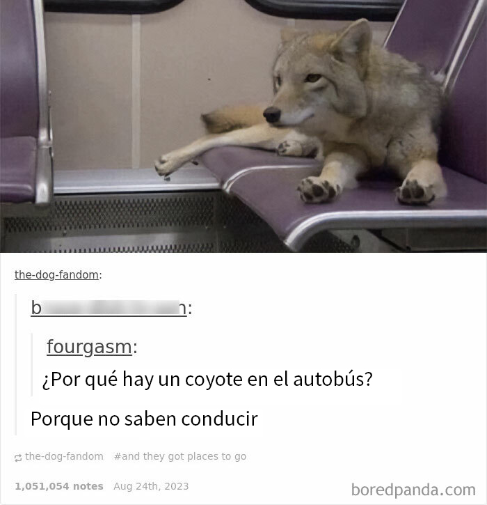 Blessed_coyote